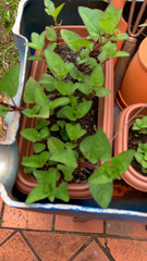 Magnoliopsida