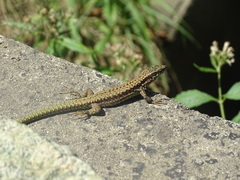 Podarcis muralis