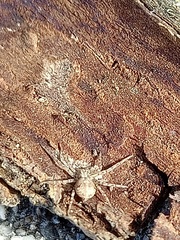 Pulchellodromus
