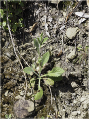 Eschenbachia japonica
