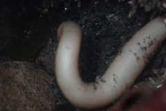 Themiste pyroides
