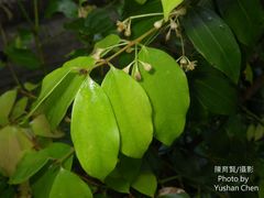 Cinnamomum cassia