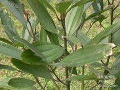 Cinnamomum cassia