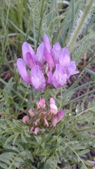 Astragalus agrestis