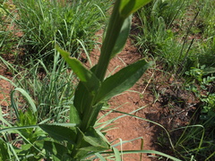 Senecio mbuluzensis