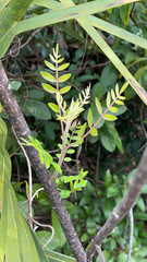 Rhus copallina image