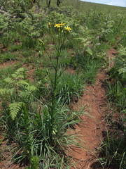 Senecio mbuluzensis