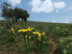 Senecio mbuluzensis