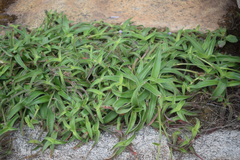 Cyanotis tuberosa