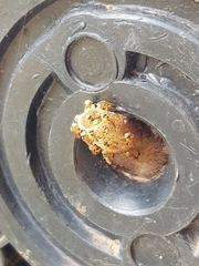 Tetragonisca angustula