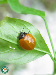 Aegithus clavicornis