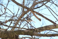 Poecile carolinensis