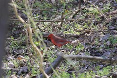 Cardinalis cardinalis