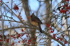 Cardinalis cardinalis