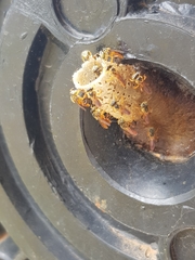 Tetragonisca angustula