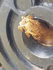 Tetragonisca angustula