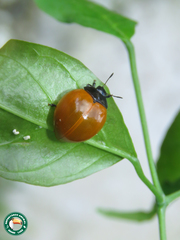 Aegithus clavicornis