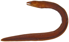 Chestnut Moray photo 4