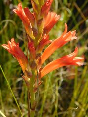 Tritoniopsis burchellii