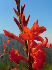 Tritoniopsis burchellii