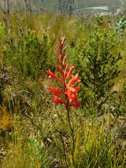 Tritoniopsis burchellii