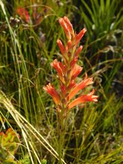 Tritoniopsis burchellii