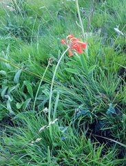 Cyrtanthus epiphyticus