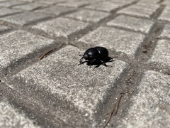 Diloboderus abderus
