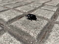 Diloboderus abderus
