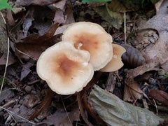Marasmius cystidiosus
