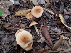 Marasmius cystidiosus