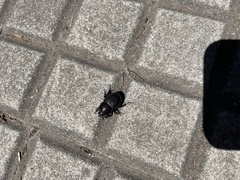 Diloboderus abderus