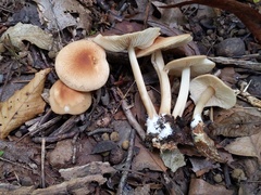 Marasmius cystidiosus