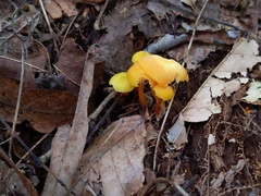 Hygrocybe parvula