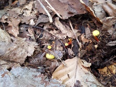 Hygrocybe parvula