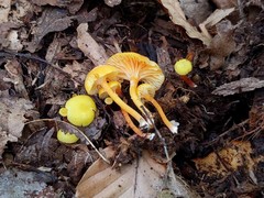 Hygrocybe parvula