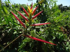 Heliconia subulata