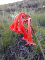 Cyrtanthus epiphyticus