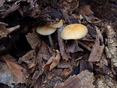 Marasmius strictipes