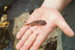 Ponticola eurycephalus