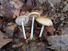Marasmius strictipes