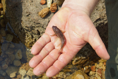 Ponticola eurycephalus