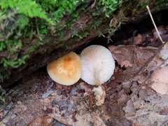 Marasmius strictipes