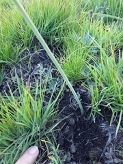 Cyrtanthus epiphyticus