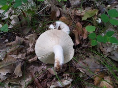 Lactifluus glaucescens
