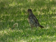 Turdus amaurochalinus