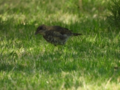 Turdus amaurochalinus