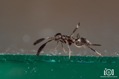 Tetracnemus