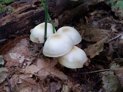 Lyophyllum multiforme