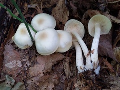 Lyophyllum multiforme